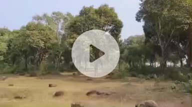 महेशपुर: महेशपुर-फोटकाडांगा की वादियां हर साल सैलानियों को लुभाती हैं