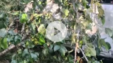 কার্শিয়ং: কার্শিয়াং থেকে সিটং ফেরার পথে গাড়ি খাদে পড়ে মৃত্যু হল তিনজনের