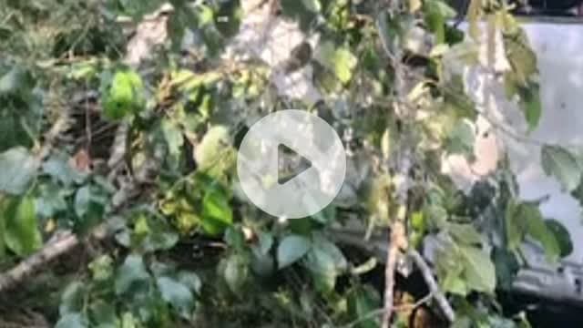 কার্শিয়ং: কার্শিয়াং থেকে সিটং ফেরার পথে গাড়ি খাদে পড়ে মৃত্যু হল তিনজনের