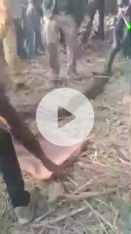 बीसलपुर: गढ़ाकला मार्ग पर विशालकाय अजगर दिखने से मचा हड़कंप, वन विभाग की टीम ने किया रेस्क्यू