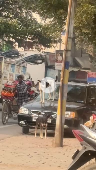 आपको वीडियो पसंद है तो लाइक कमेंट करना बिल्कुल ना भूले दोस्तों 🙏 #dogshorts #dog #doglove #dogs  #doggies