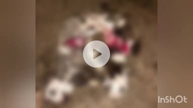 आटपाडी: करगणीत मेंढ्यांवर लांडग्याचा हल्ला,16 मेंढ्या ठार,परिसरातील मेंढपाळ भीतीच्या छायेत