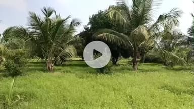 வத்திராயிருப்பு: வா புதுப்பட்டி பகுதியில் உள்ள விவசாய நிலத்துக்குள் புகுந்த ஒற்றை யானை தென்னை மா மரங்களை  சேதப்படுத்தி விவசாய பயிர்களையும் நாசப்படுத்தியதாக வனத்துறை ..