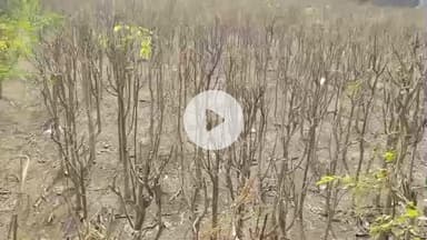 ஆவடி: வானகரம் பகுதியில் விவசாய நிலத்தில் கலக்கும் கழிவுநீரால் கீரை விவசாயி பாதிப்பு