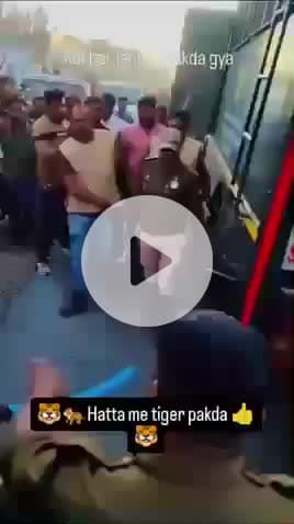 ##हटा शहर में एक बड़ा चीता पकड़ा गया 🐅🐅🐅 और उसके साथ ही एक ही था और 3 आए थे जिसमें से एक पकड़ गया 2 और है