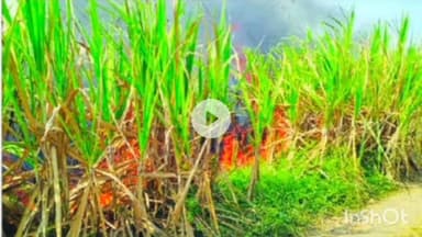 आटपाडी: दिघंचीत ३० एकर ऊस भस्मसात