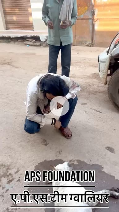 ये डॉग बहुत परेशान था इलाज करा दिया गया है..! 

Respect Girls help poor help animals 

#apsgurjar #work #gwalior