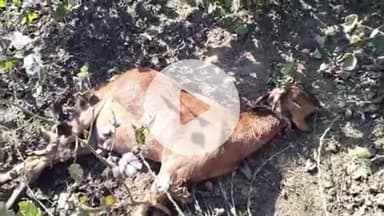 समुद्रपूर: शिरपूर शिवारात वाघाच्या बच्छड्याचा दोन बकऱ्या हल्ला: दोन्ही बकऱ्या ठार :मेढपाळाचे २५ हजार रुपयांचे नुकसान