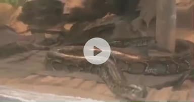 पटना ग्रामीण: ठंड से वन्य जीवों के लिए विशेष इंतजाम: हाथी की तेल मालिश, कंबल ओढ़कर सो रहा अजगर