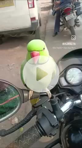 ये तोता बात भी करता है। तोते का नाम सालू है।