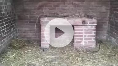 बदायूं: बदायूं के कस्बा उझानी के मौहल्ला बहादुरगंज में अज्ञात चोर दुकान में बंधा एक बकरा और तीन बकरियां चोरी कर हुए फरार