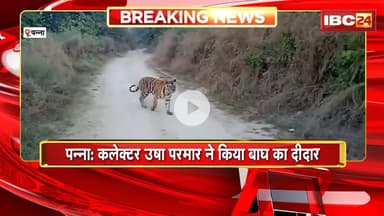 Panna Tiger Reserve: कलेक्टर Usha Parmar ने किया बाघ का दीदार। कोर जोन का Video हुआ Viral
