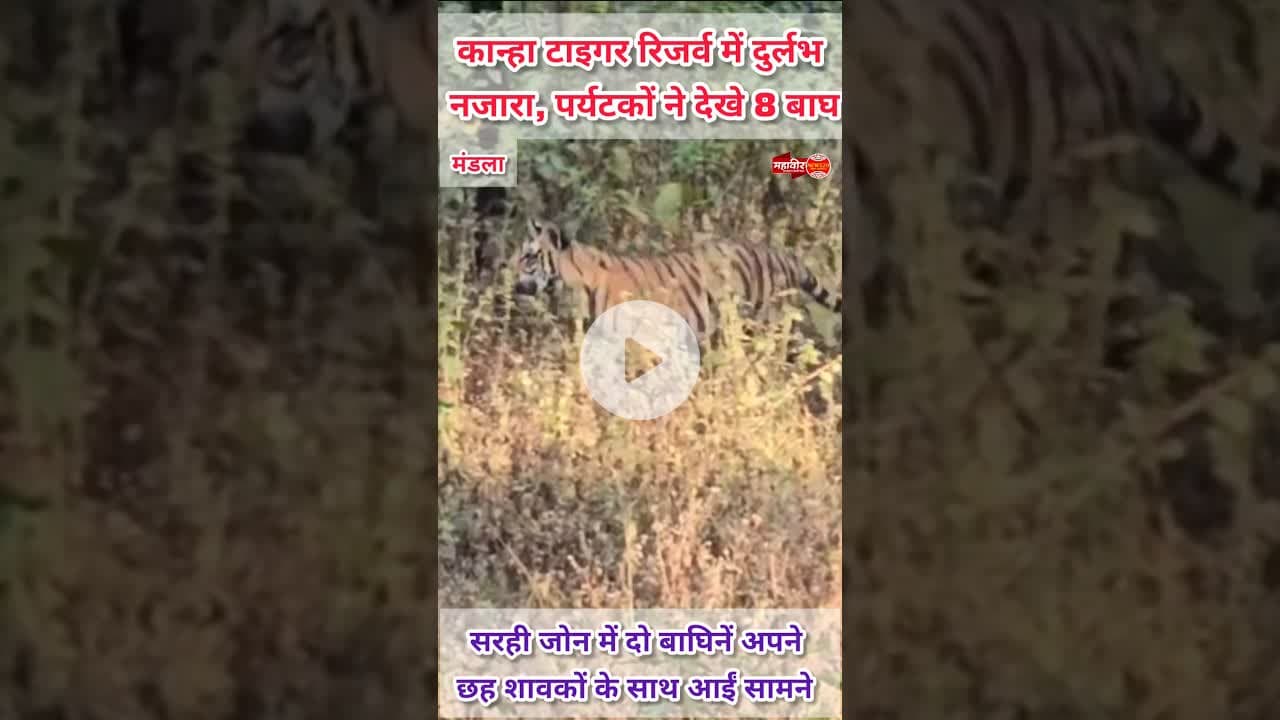 कान्हा में दुर्लभ नजारा | Rare sight | Kanha Tiger Reserve #kanhatigerreserve #tiger #raresight