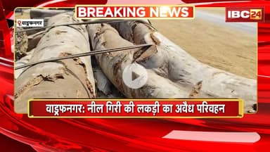 Wadrafnagar News: नील गिरी की लकड़ी का अवैध परिवहन। वनपाल पर परिवहन के बदले पैसा लेने का आरोप