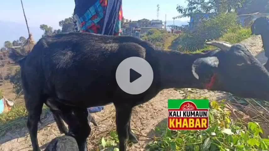 गुमदेश:लोहाघाट ब्लॉक मानाढुंगा (दिगालीचौड़)  में बकरी चरा रहे युवक पर गुलदार ने किया हमले का प्रयास बकरी को किया घायल