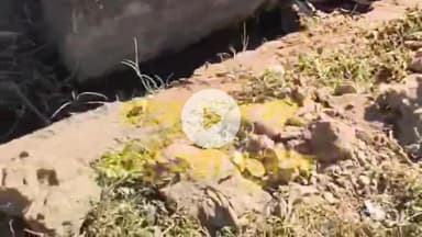 घोड़ाडोंगरी: नाली की बदबू से वार्ड 1 के लोग त्रस्त, सारणी नगर पालिका पर उठे सवाल, वीडियो वायरल