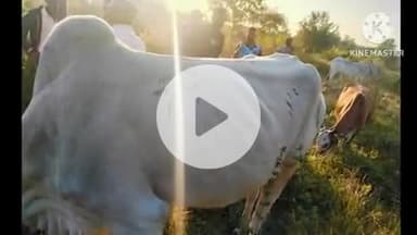 समुद्रपूर: शिरपूर शिवारात वाघाच्या हल्ल्यात बैल जखमी:शेतकऱ्यांना खबरदारी घेण्याचे वनविभाचे आव्हान