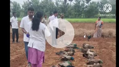 புகளூர்: மயில்கள் விஷ மருந்து சாப்பிட்டதில் உயிரிழப்பு தனியார் தோட்ட உரிமையாளர் சுப்பிரமணி என்பவரை வனத்துறையினர் கைது செய்தனர்.