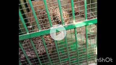 शिराळा: शिवरवाडीत घरात घुसलेल्या बिबट्याला जेरबंद करण्यात वनविभागाला आले यश