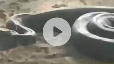 भोरे: रानी मठ स्थित शिव मंदिर के पीछे मिला विशालकाय अजगर, लोगों में दहशत, वन विभाग की टीम ने किया सुरक्षित रेस्क्यू