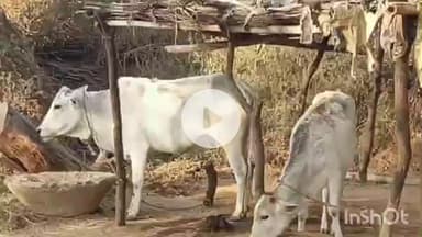 गढ़वा: बकोईया से चोरी हुआ पशु उंचरी में बरामद, चोरों पर कार्रवाई की मांग