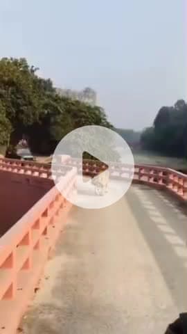 बीसलपुर: पीलीभीत टाइगर रिजर्व के जंगल में बाघ को घेरने के मामले में शासन ने मांगी रिपोर्ट