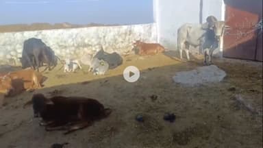 शिवपुरी: अमोलपठा गौशाला में लापरवाही की शिकायत, पशु चिकित्सा टीम के निरीक्षण में 4 गायें गंभीर मिलीं