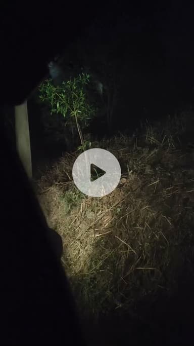 देवगुरदिया,, टीचिंग ग्राउंड के साइट पहाड़ी पर तेंदुवे की मूवमेंट,,10/12,, का वीडियो,,
जो नगरनिगम,, के अधिकारी द्वारा वीड