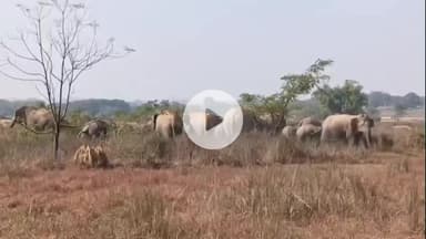 लोहरदगा: हाथी से क्षतिग्रस्त घरों के पीड़ितों को मिला मुआवजा