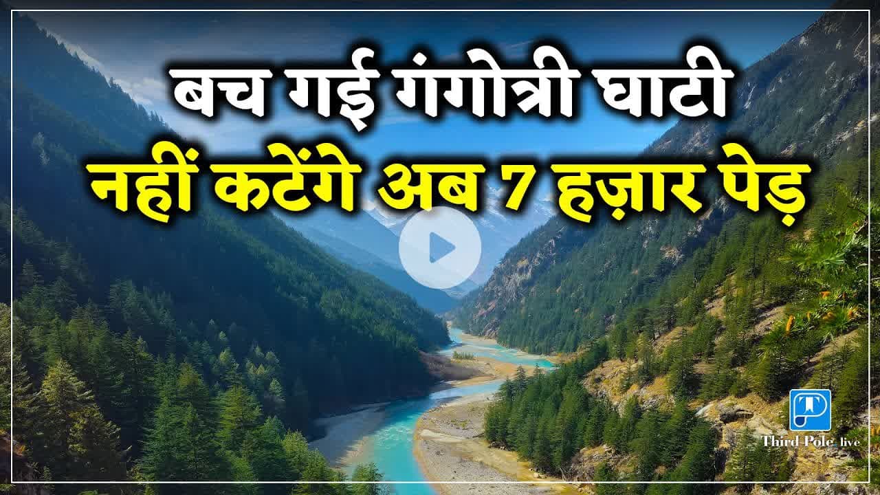 गंगोत्री घाटी में देवदार के 7 हजार पेड़ नहीं कटेंगे | #harshilvalley #thirdpolelive