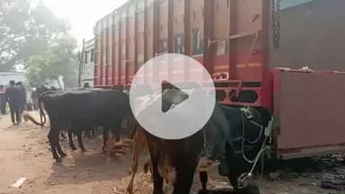 भोरे: धारिक्षण मोड़ के पास पुलिस ने दुधारू पशुओं से भरा ट्रक किया ज़ब्त, तस्कर फरार, ग्रामीणों की शिकायत पर मामला दर्ज
