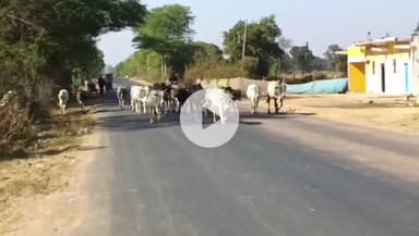 चंदिया: बरेहटा और आसपास के ग्रामीण क्षेत्रों में सड़कों पर मवेशियों का जमावड़ा, वाहन चालकों के लिए दुर्घटना का खतरा