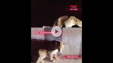 घायल पैंथर ने रेस्क्यू करने पहुंचे वनकर्मियों पर किया अटैक,कुछ देर बाद पैंथर ने जंगल में तोड़ा दम