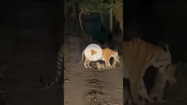 #tiger
