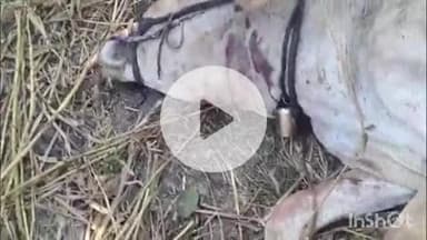 समुद्रपूर: करुळ (पवनगाव )शिवारात वाघाच्या हल्ला गाय व वासरू ठार