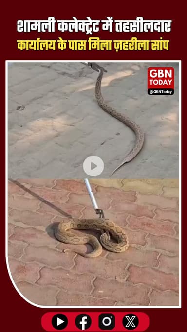शामली कलेक्ट्रेट में हड़कंप! तहसीलदार कार्यालय के पास मिला ज़हरीला सांप #Shamli #ShamliNews #Collectorate #SnakeRescue