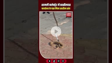 शामली कलेक्ट्रेट में हड़कंप! तहसीलदार कार्यालय के पास मिला ज़हरीला सांप #Shamli #ShamliNews