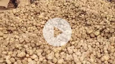 फर्रुखाबाद: एशिया की सबसे बड़ी सातनपुर आलू मंडी में करीब 40,000 पैकेट आलू की हुई आवक, आलू का भाव ₹301-₹421 प्रति पैकेट