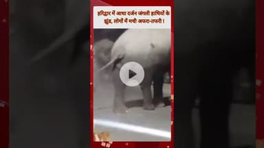हरिद्वार में आधा दर्जन जंगली हाथियों केझुंड, लोगों में मची अफरा-तफरी !#news #viralvideo