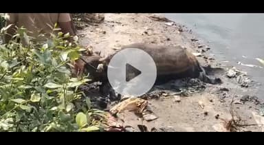 திருவொற்றியூர்: எண்ணூர் கொசுத்தலை ஆற்றில் சேற்றில்bசிக்கிக்கொண்ட இரண்டு எருமை மாடுகள் உயிரிழந்தது