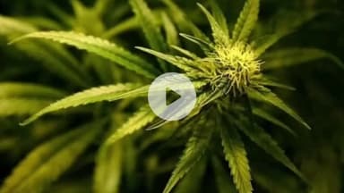 लोहरदगा: बाबा मठ के पास छापेमारी, 60 पुड़िया गांजा बरामद, एक गिरफ्तार