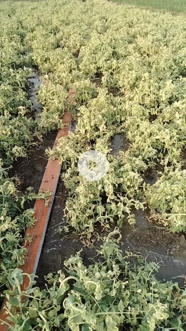 24नव. 25 थाना भाट पचलाना गांव बरथून कैलाश यादव के खेत में दो बदमाशों ने रात को दवाई छिड़क कर फसल पुरी तरह से नष्ट कर दीं