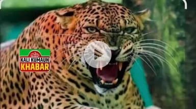 लोहाघाट की ठाटा ग्राम सभा मे महिला में गुलदार ने किया हमला बाल बाल बची महिला की जान