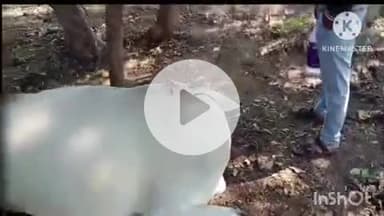 समुद्रपूर: वाघाच्या हल्ला तिन गाय एक गोरा ठार:खैरगाव येथील गावाशेजारील घटना:शेतकऱ्याचे लाखाच्यावर नुकसान