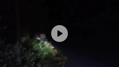 जगन्नाथपुर: कलाईयां क्षेत्र में जंगल से भटका विशाल दतेल जंगली हाथी घुसा, ग्रामीणों में दहशत