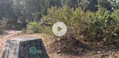 चंदिया: चंदिया के जंगल में बाघ का शव मिला, वन विभाग ने जांच के लिए कथली नदी किनारे का इलाका सील किया