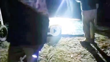 लोहाघाट: विकास खंड बाराकोट में वन विभाग ने गुलदार को ट्रेंकुलाइज कर पिंजरे में किया कैद