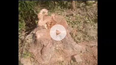 नवाबगंज: देवा रेंज के ग्राम मुश्काबाद में अवैध वृक्ष पातन के खिलाफ यूपी वृक्ष संरक्षण अधिनियम के तहत अभियोग दर्ज