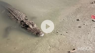 धरमपुरी: खलघाट: नर्मदा नदी तट पर फिर दिखा मगरमच्छ, लोगों में दहशत, घाट पर स्नान करने वालों से सतर्क रहने की अपील