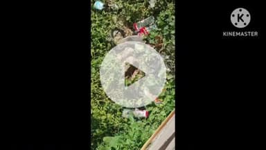 खुरई: आवास कॉलोनी में 15 दिनों से दिख रहे नाग-नागिन के जोड़े को स्नेक कैचर अकील बाबा ने पकड़ा